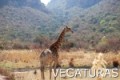 Pietų Afrika: Pilaneso Kalnų parkas, San Sitis, Viktorijos krioklys